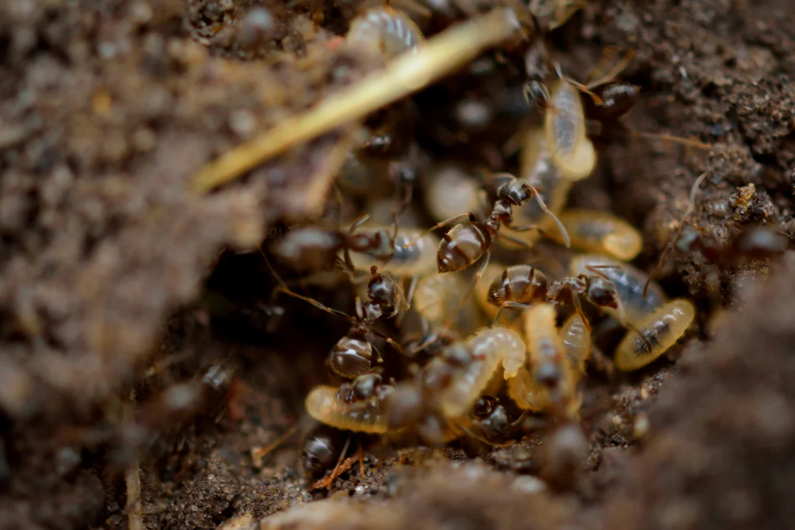 Termite and wood-borer treatment on damaged timber
